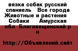 вязка собак русский спаниель - Все города Животные и растения » Собаки   . Амурская обл.,Благовещенский р-н